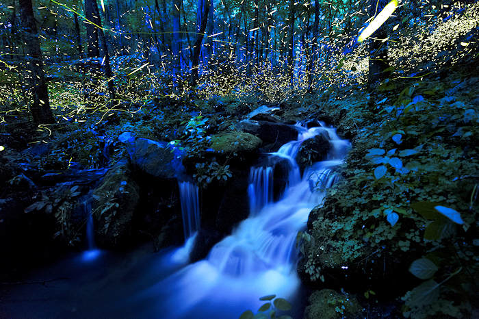 Synchronous Fireflies Great Smoky Mountains