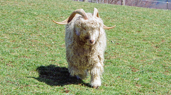 Apple Hill Farm Angora Goat