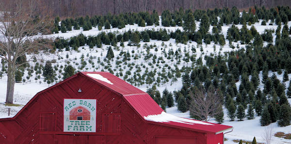 Banner Elk Christmas Tree Farms