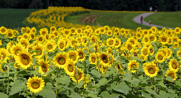 Biltmore Sunflowers