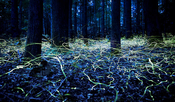 Blue Ghost Fireflies in DuPont Forest