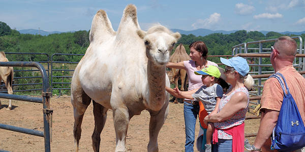 Camel Farm Asheville