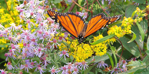 Monarch Butterfly Migration, Blue Ridge Parkway