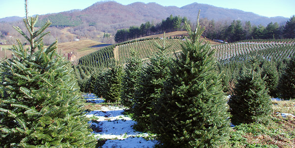 Christmas Tree Farms, Asheville & NC Mountains