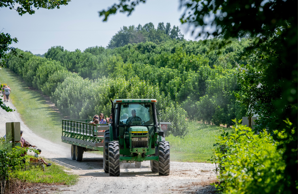 Stepp's Orchard Farm