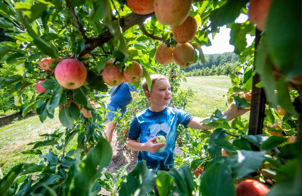 Stepp's Orchard Picking