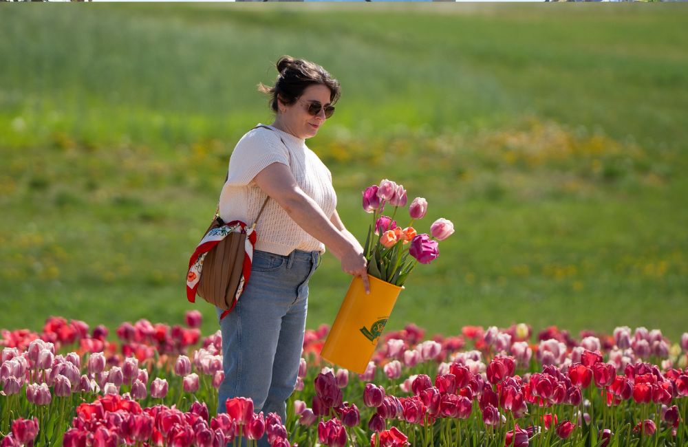 Stepp's Orchard Flowers