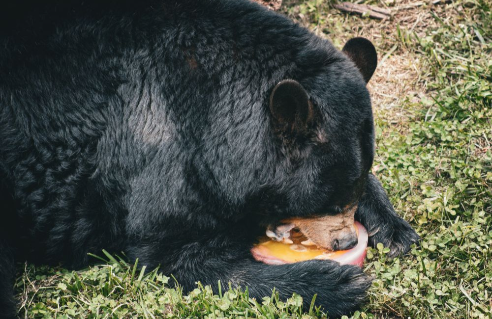 Brews & Bears Fest in Asheville