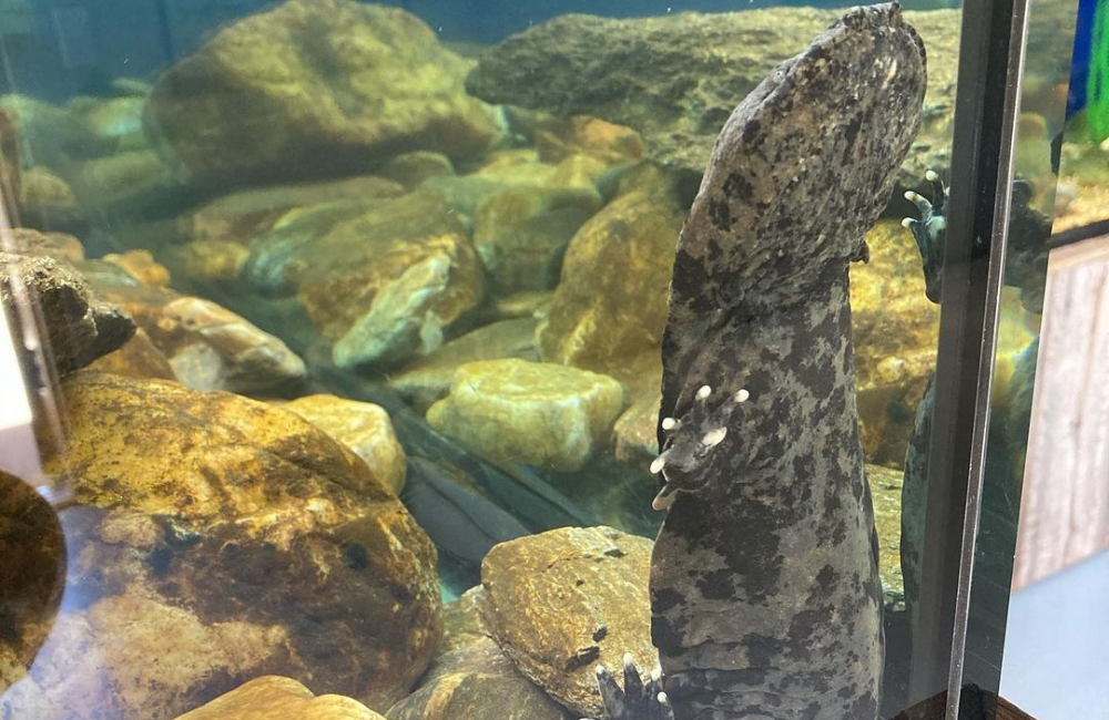 A large hellbender at Appalachian Rivers Aquarium