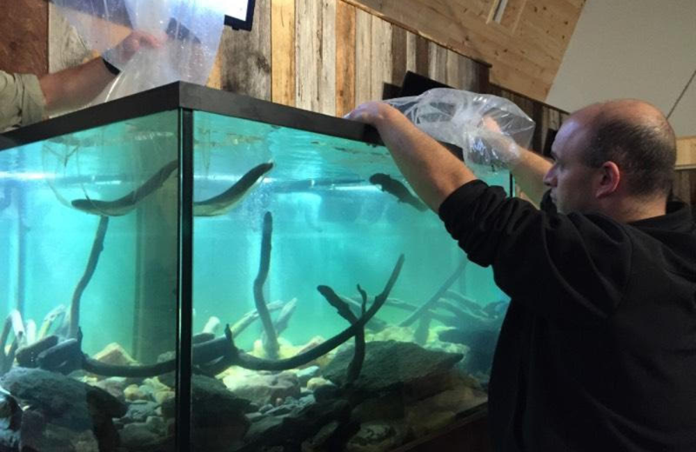 Staff feeding the animals at Appalachian Rivers Aquarium