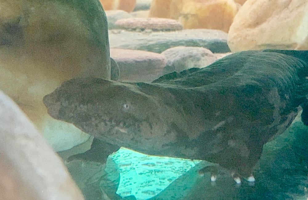 A hellbender at Appalachian Rivers Aquarium