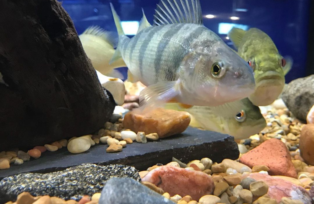 Fish living at Appalachian Rivers Aquarium