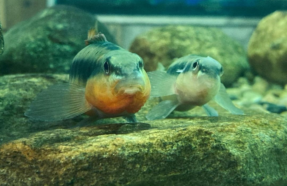 Tanks of fish at Appalachian Rivers Aquarium
