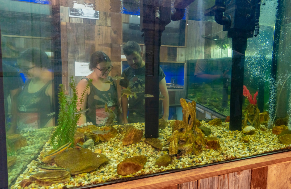 Creatures at Appalachian Rivers Aquarium