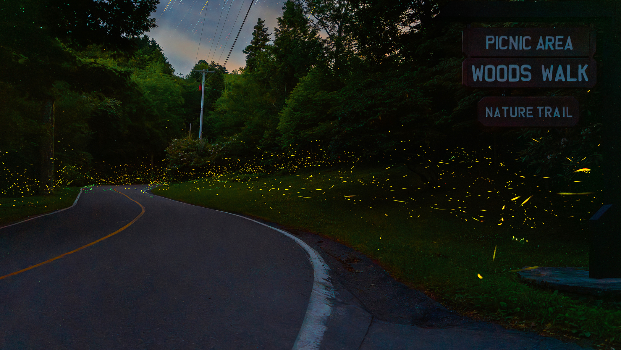 Photo by Leslie Restivo of fireflies at Grandfather Mountain