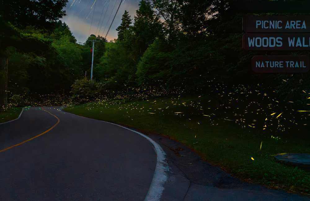 Grandfather Glows Firefly Viewing Lottery