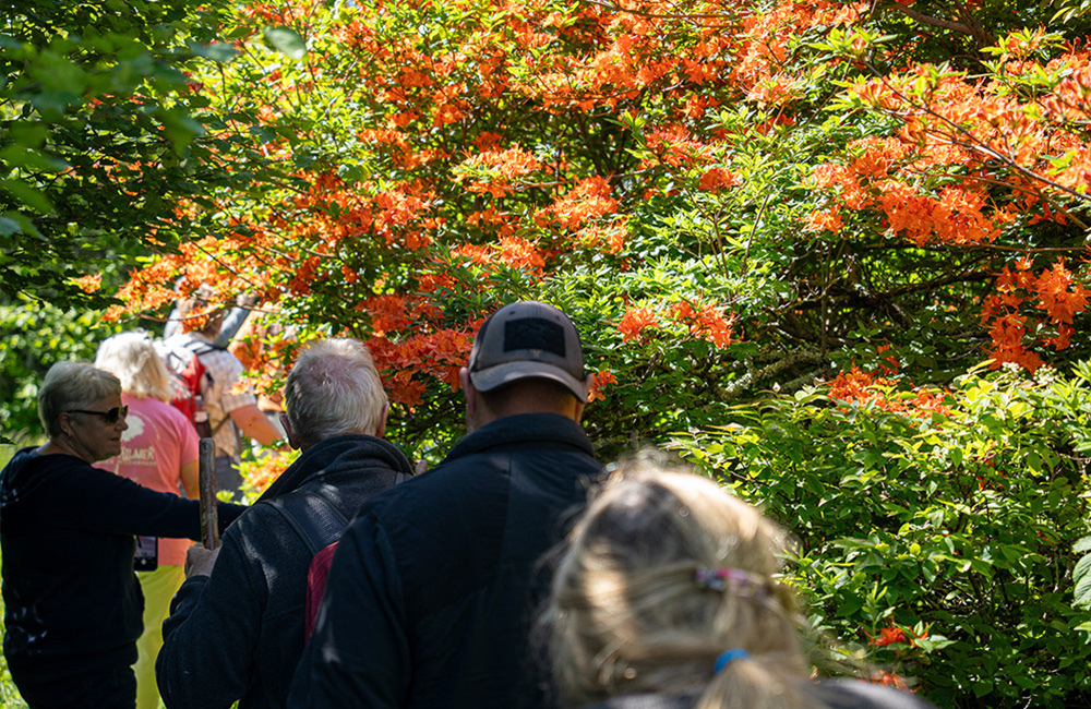 People hiking to see Flame Azaleas