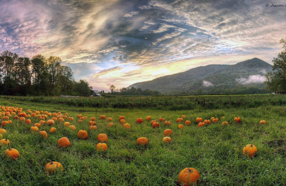Gorgeous sunset skies in the Smokies over a pumpkin patch