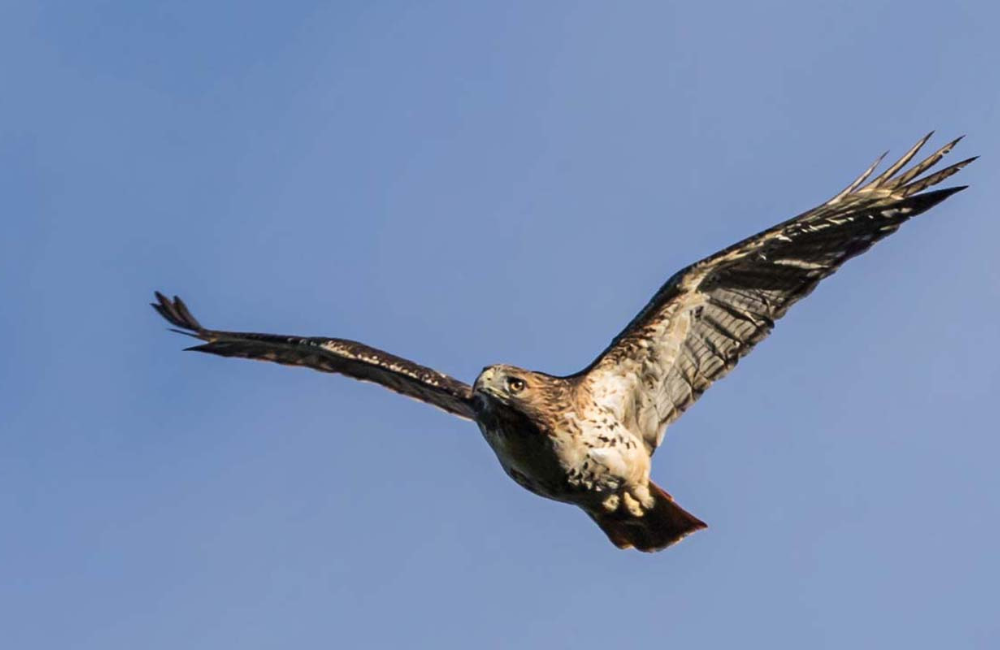 Hawk soaring in the air