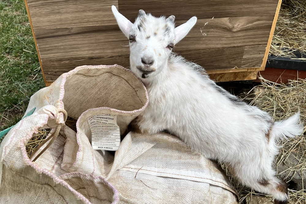 Opie the goat