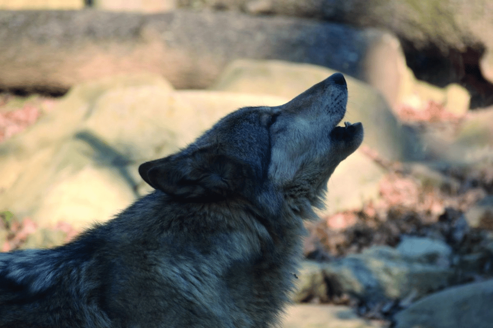 A wolf howling