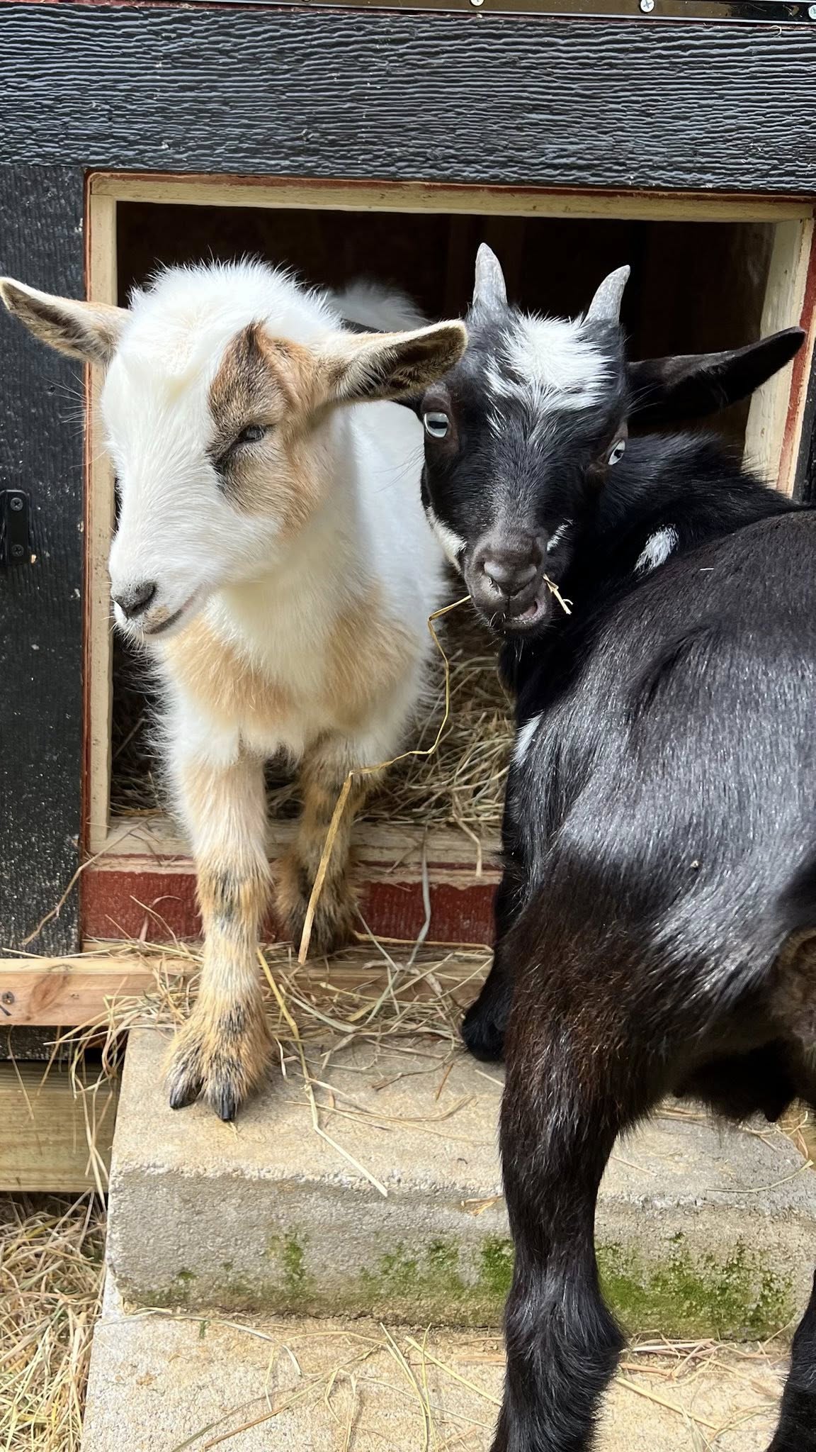 Jingles and KC the goats