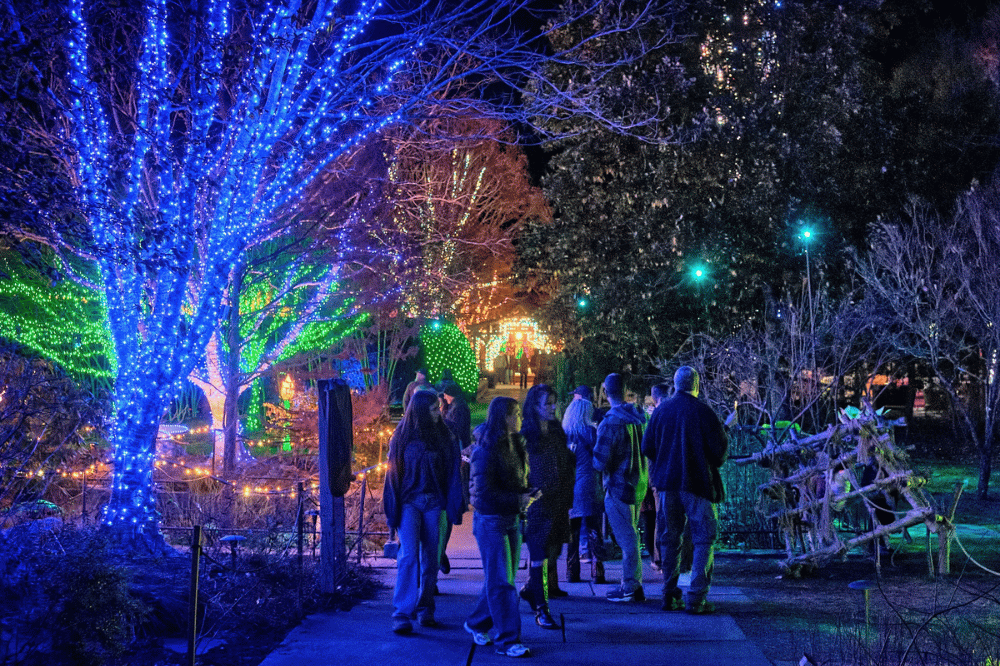 People walking through a massive garden strung with lights at Winter Lights
