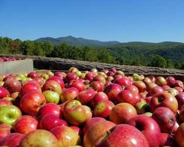 Apple Orchards near Asheville