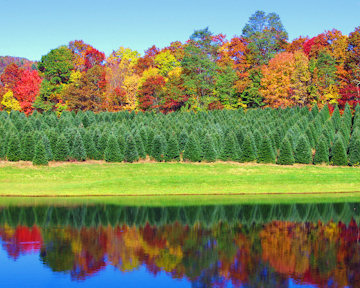 Fall Color Timeline Asheville