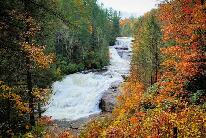 Dupont State Forest 