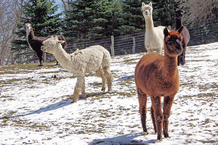 Apple Hill Alpaca Farm