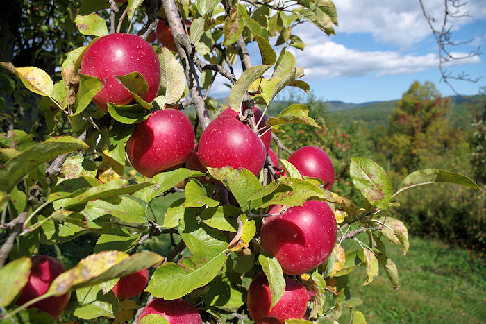 wine tour hendersonville nc