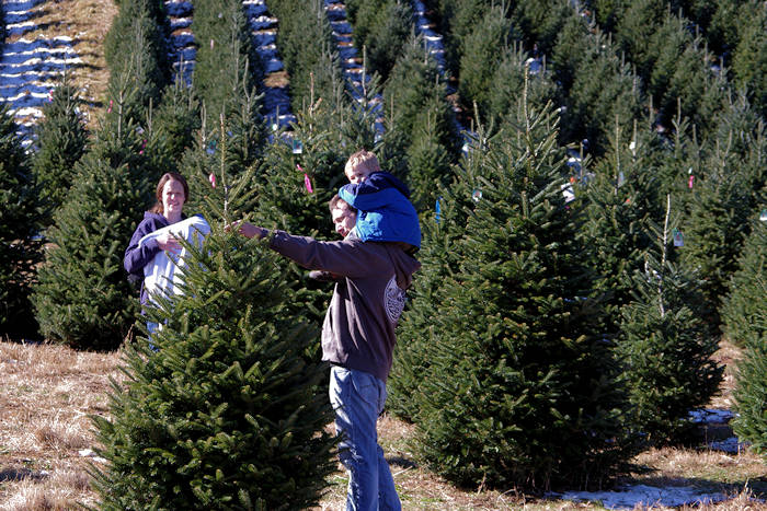 Christmas Tree Farm