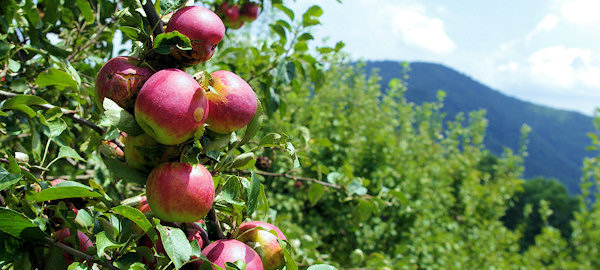 Orchard at Altapass