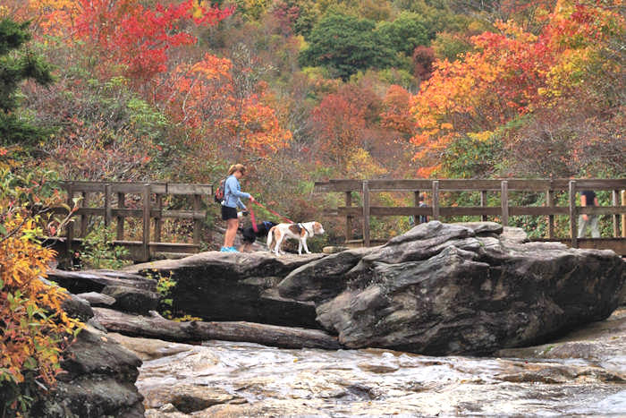 Pet Friendly Asheville