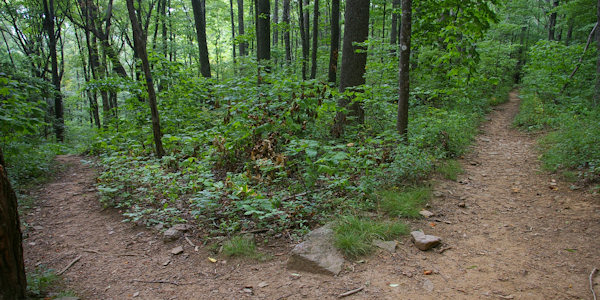 Rattlesnake Lodge Trail NC