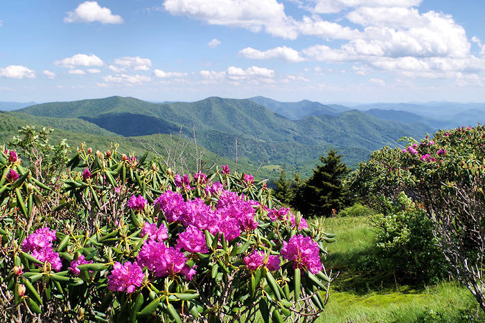 Roan Mountain NC Appalachian Trail