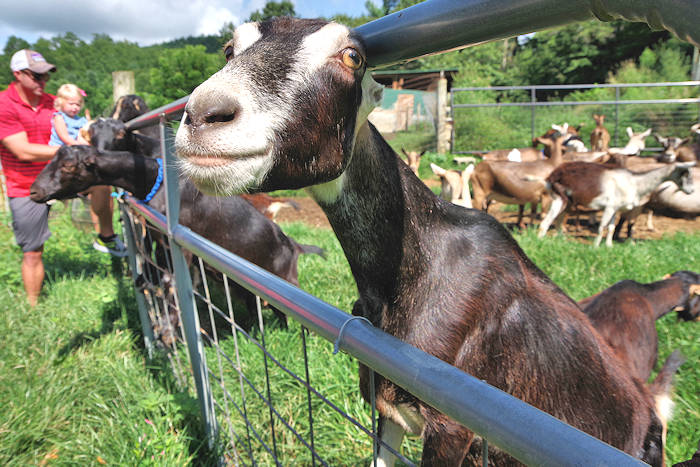 Round Mountain Creamery Goat Farm