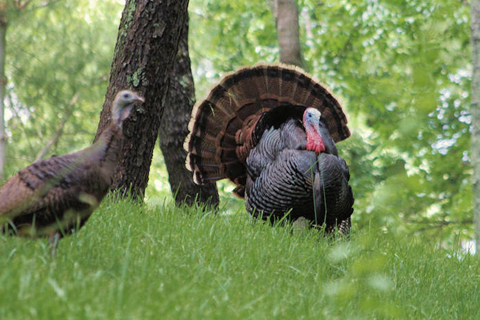 Thanksgiving in Asheville