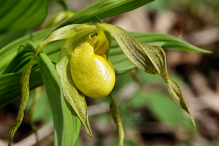 A Plant to Protect: Lady Slippers - YouTube