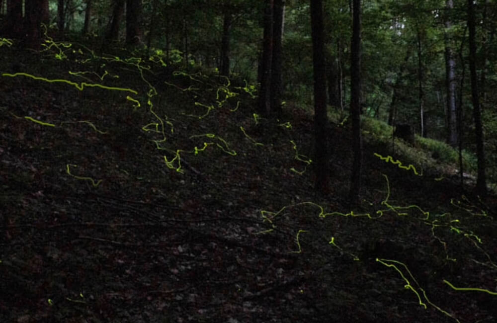 Spot blue ghost fireflies around Asheville in PIsgah, DuPont forests