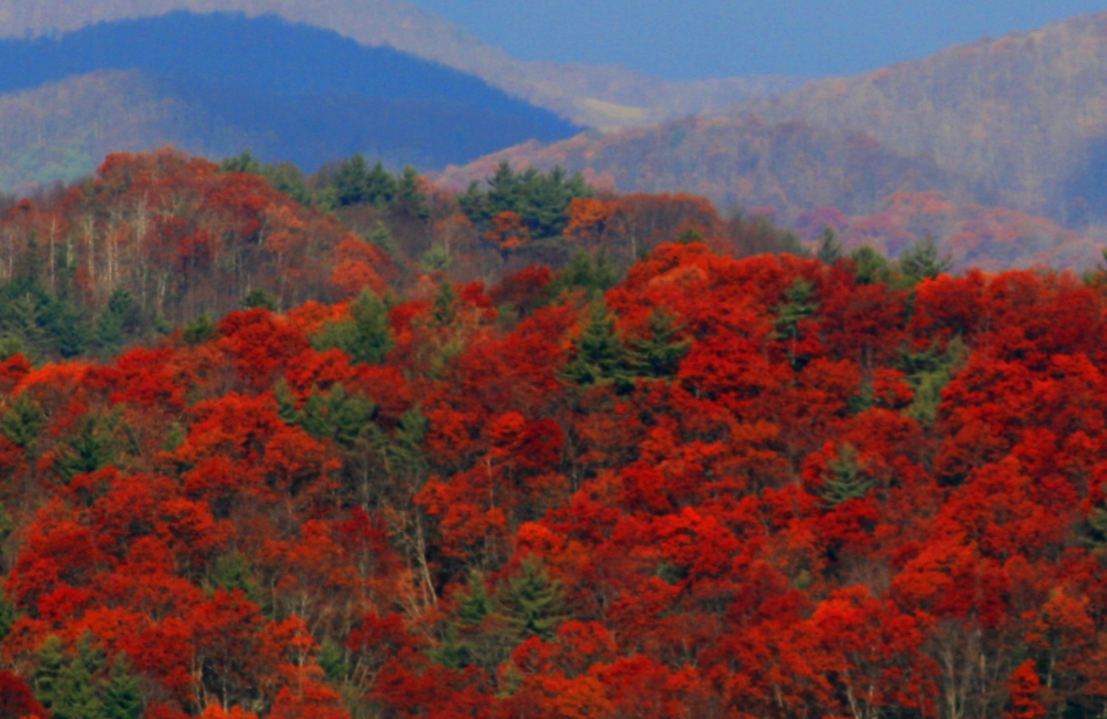 Fall Harvest Festival