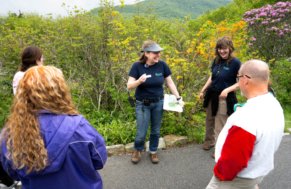 Rhododendron Rambles at Grandfather Mountain