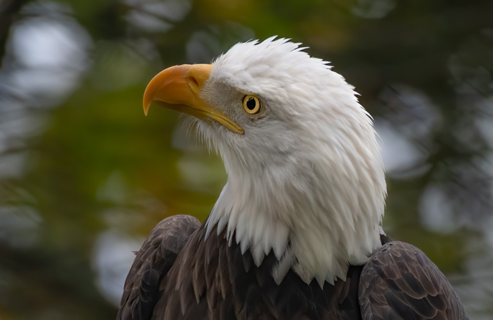 Eagle at Grandfather Mountain