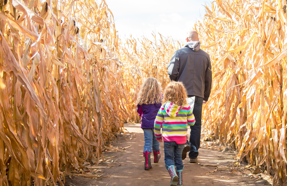 Corn Maze