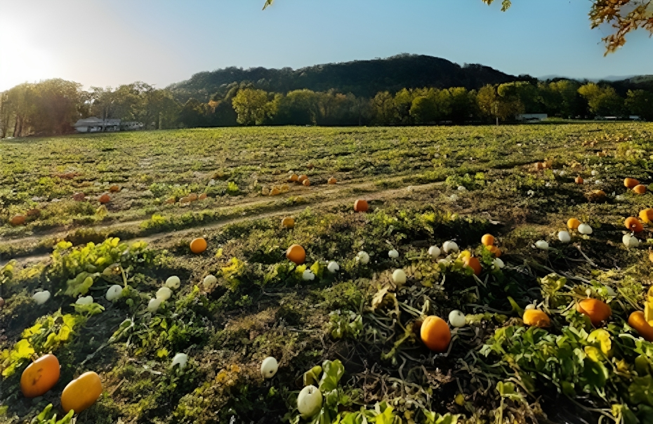 Best Asheville Pumpkin Patches
