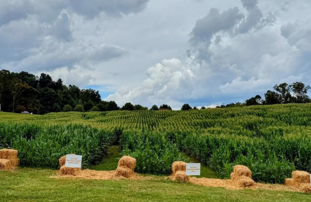 Eliada Homes Corn Maze