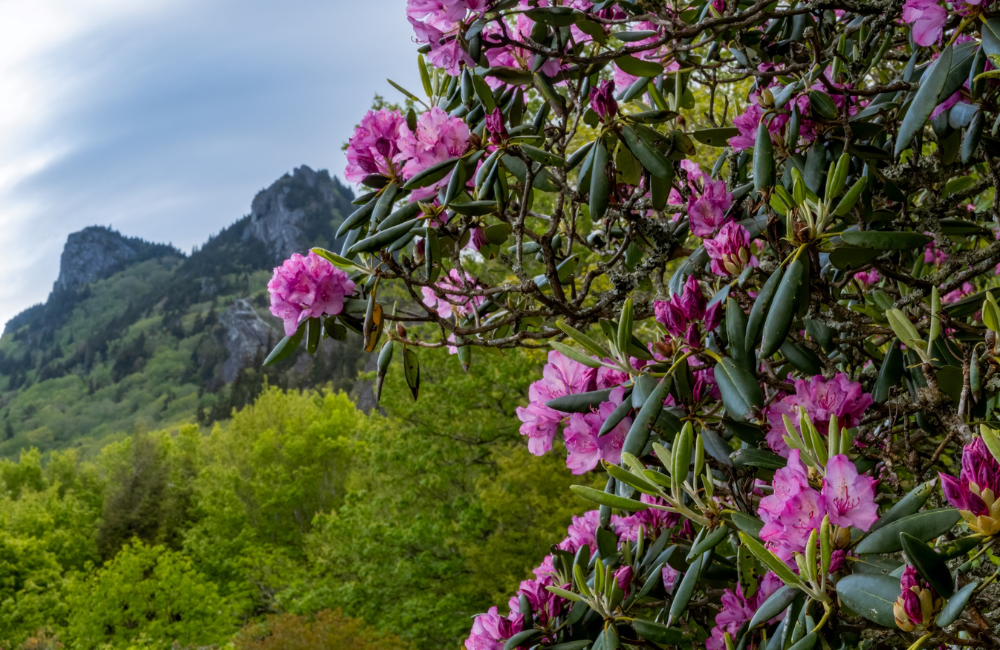 Bright pink Catawba Rhododendro photo by Skip Sickler
