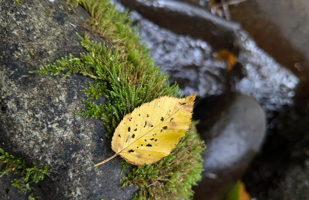 Certified Forest Therapy trails in Sylva are designed to help you slow down