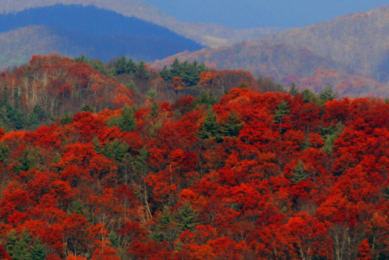 Fall Harvest Festival